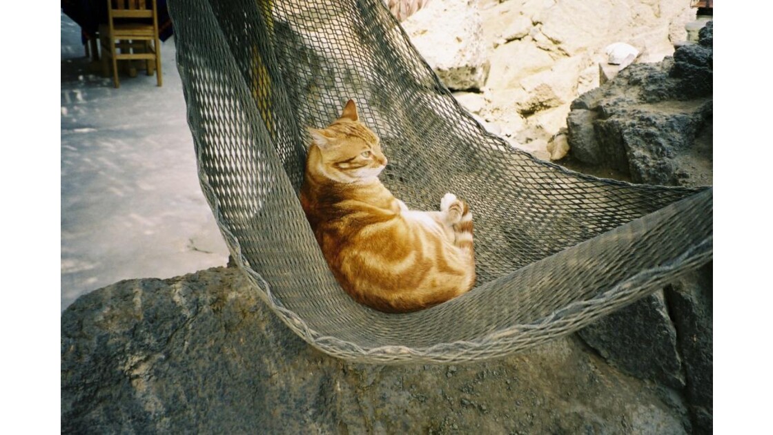 Sieste Du Chat Sieste D Un Chat Dans Un Hamac Au Geo Fr