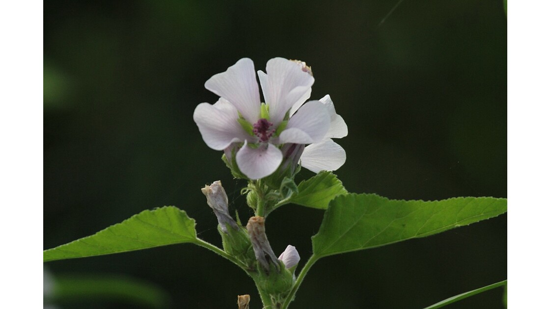 Fleur de guimauve détail