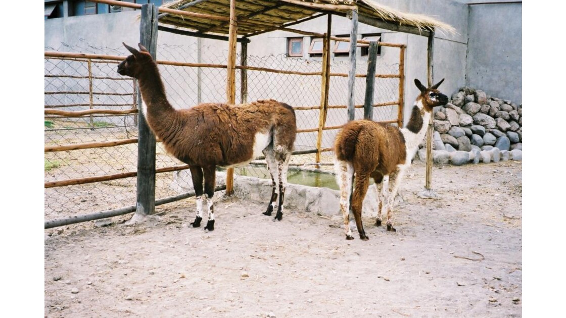 Lamas au Pérou
