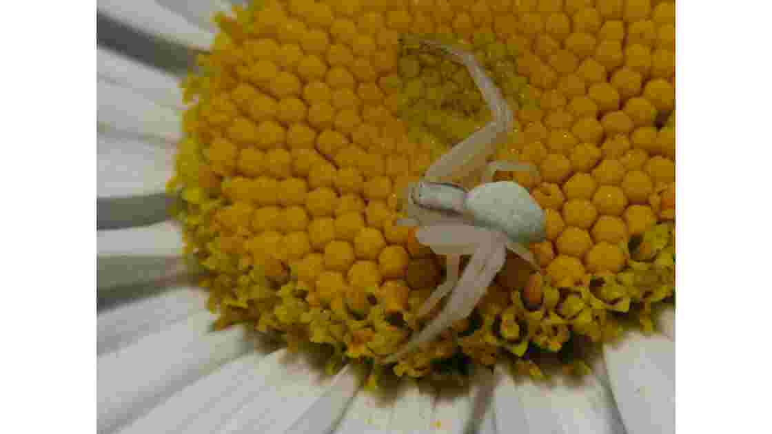 Araignée crabe dans marguerite