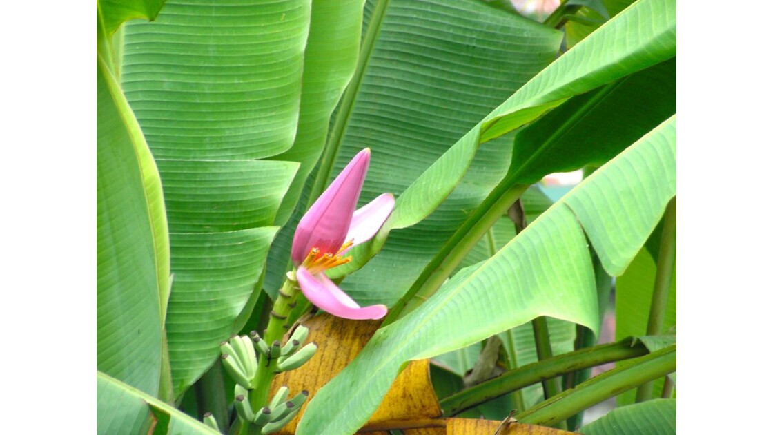fleurs de bananier