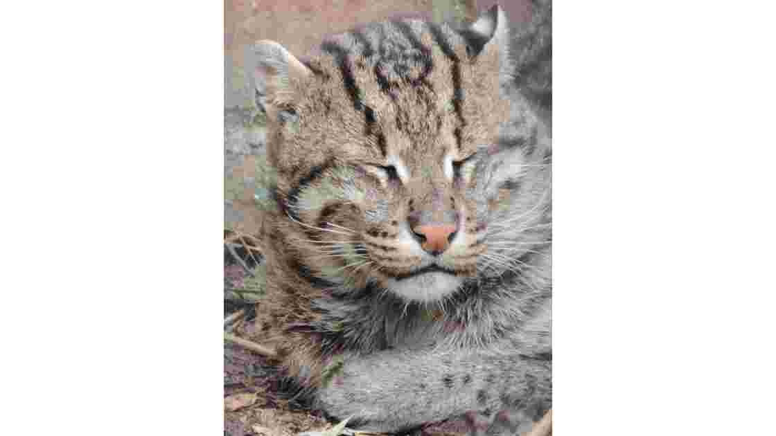 Chat sauvage corse, Des dizaines de chats se promènent... - Geo.fr