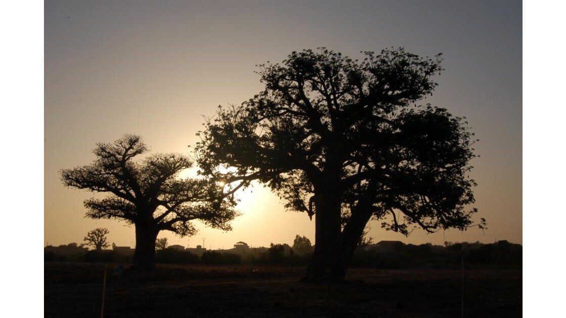 Baobabs à MBour