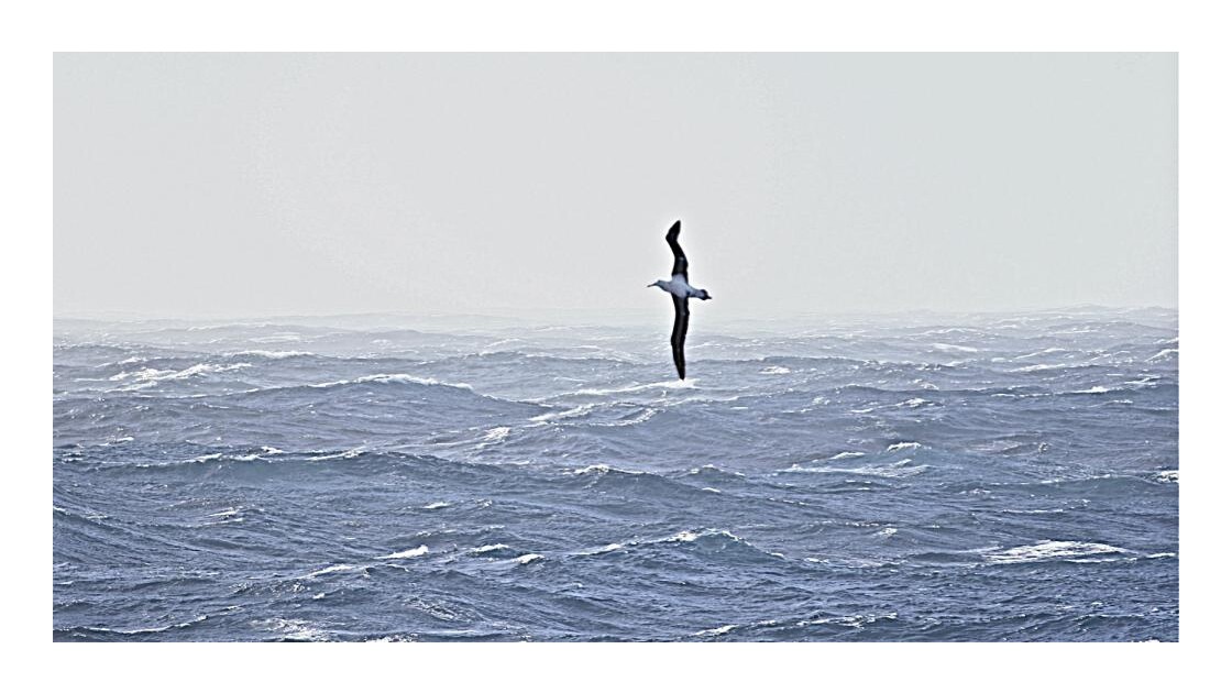 grand albatros sur l ocean