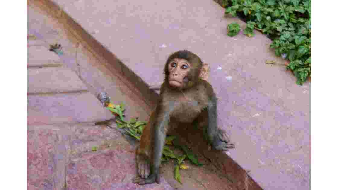 Petit Macaque au Fort Rouge (Agra, Inde)