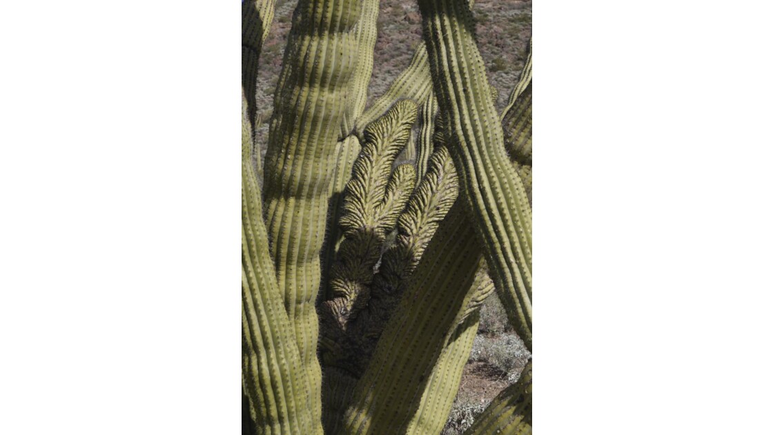 Détail Organ Pipe Cactus