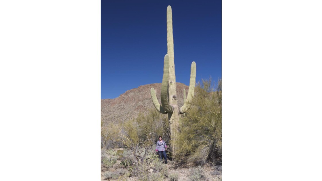 Un Saguaro de 11 m.