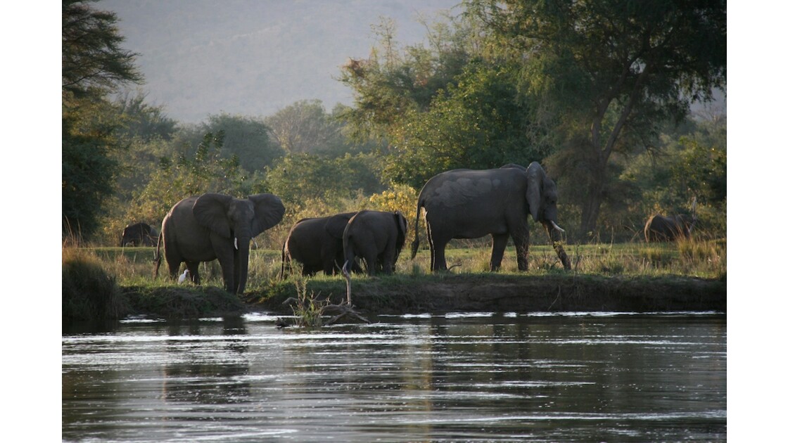 Elephants au bord du Zambese