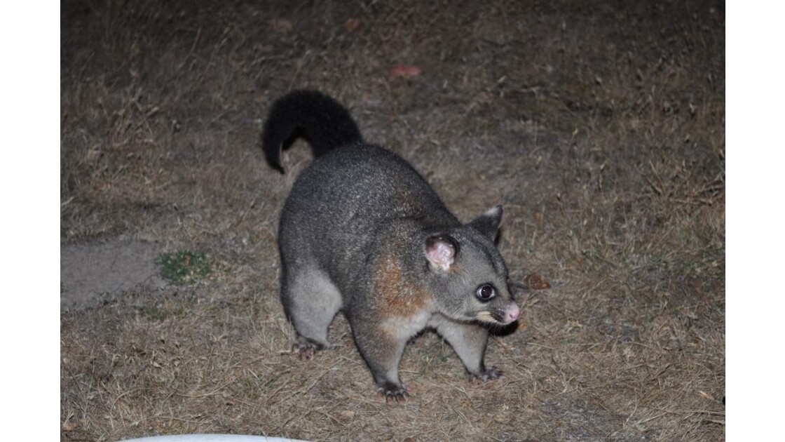 opossum AUSTRALIE.JPG