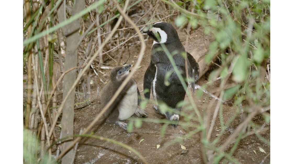 Manchot Du Cap Maman Pingouin Et Son Bebe Geo Fr