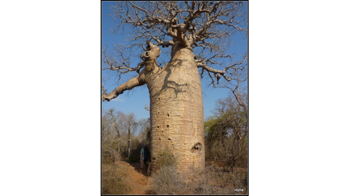 .Baobab