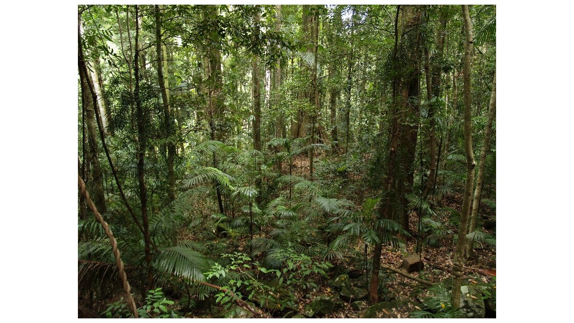 australian rainforest