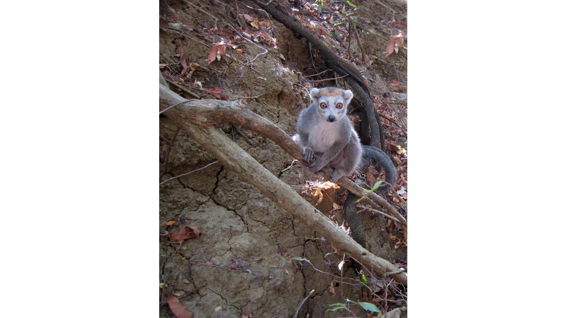 lemur coronatus