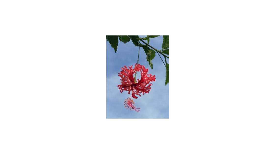 hibiscus.JPG