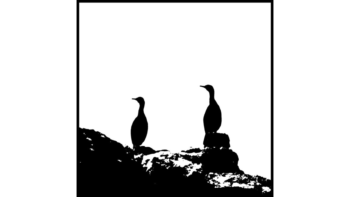 cormorans.JPG