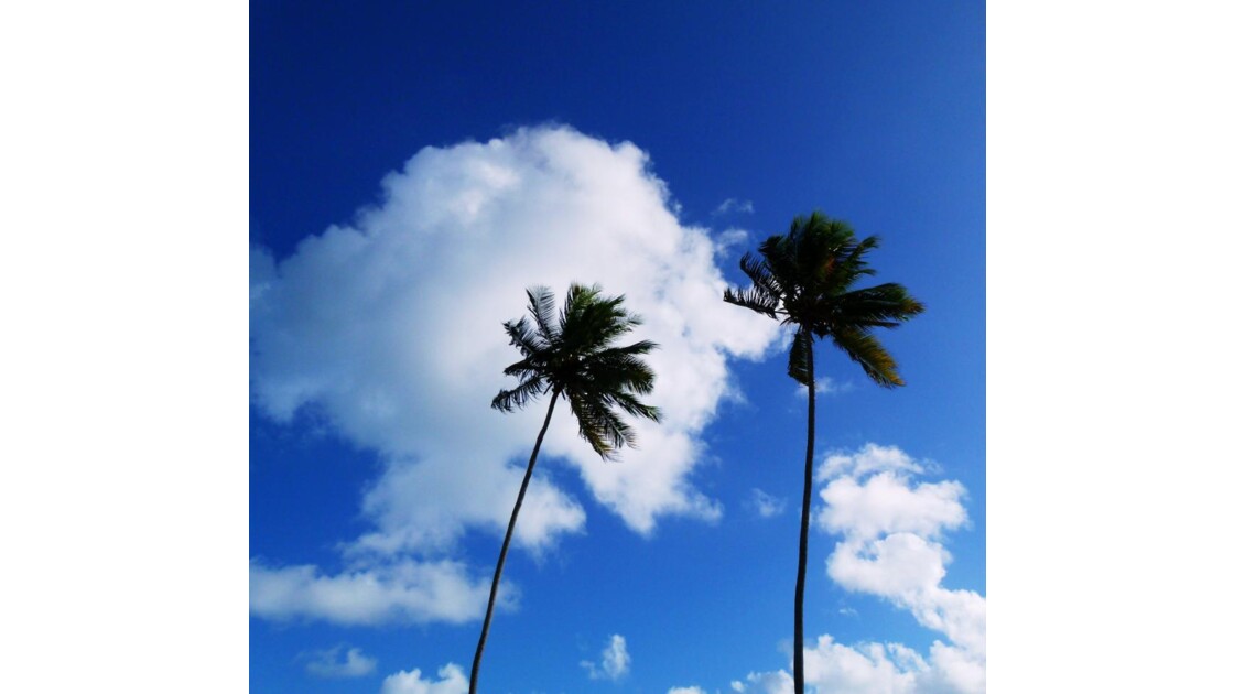 palmiers au soleil