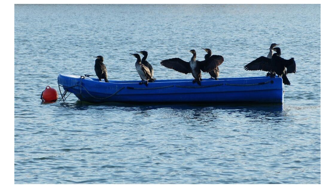 La barque aux cormorans