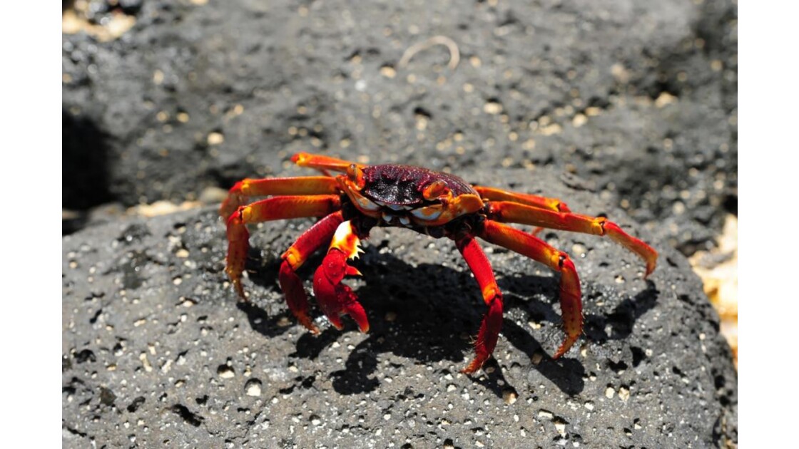 crabe rouge