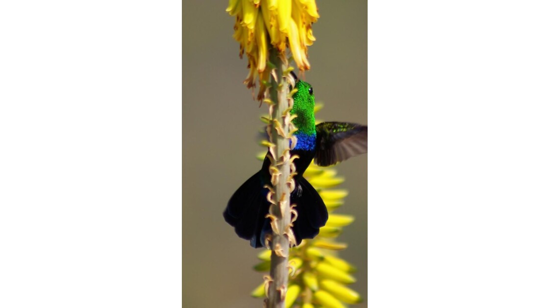 colibri 