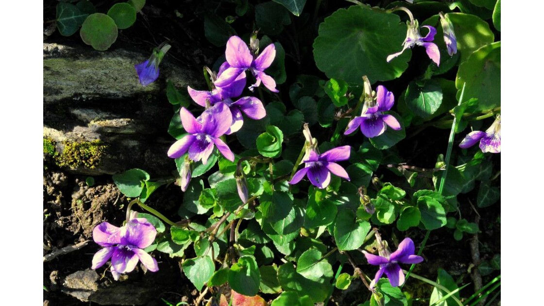 Violettes sauvages.jpg