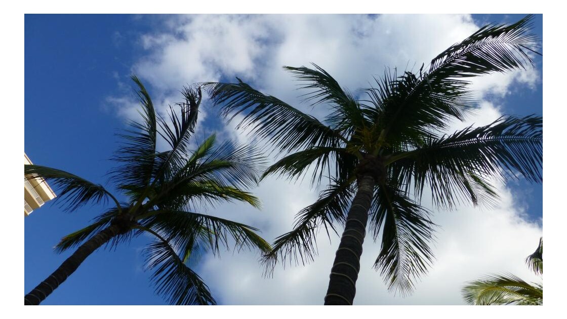 plages et palmiers à Ocean Drive