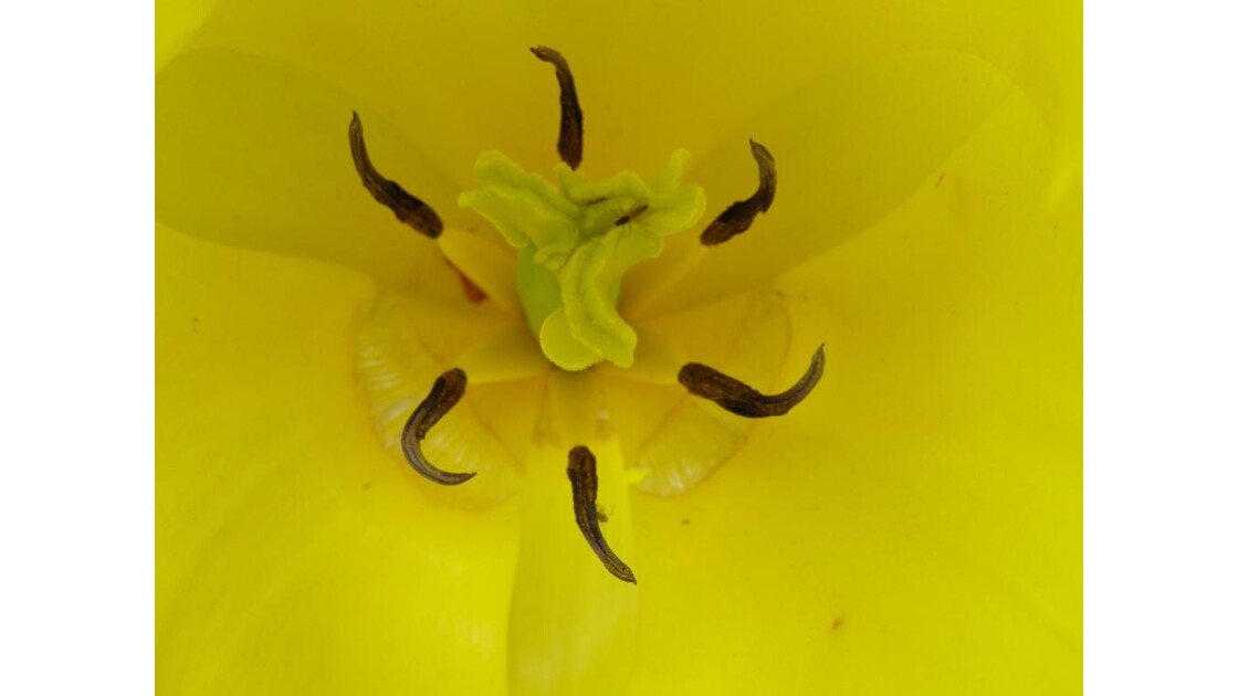 Fête de la Tulipe a Morges