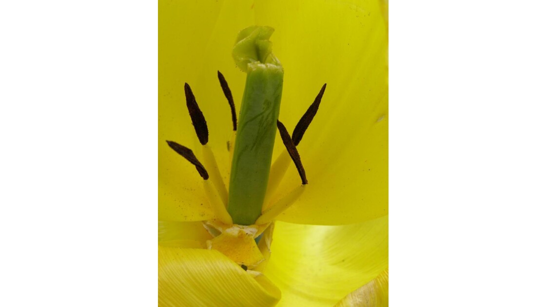 Fête de la Tulipe a Morges