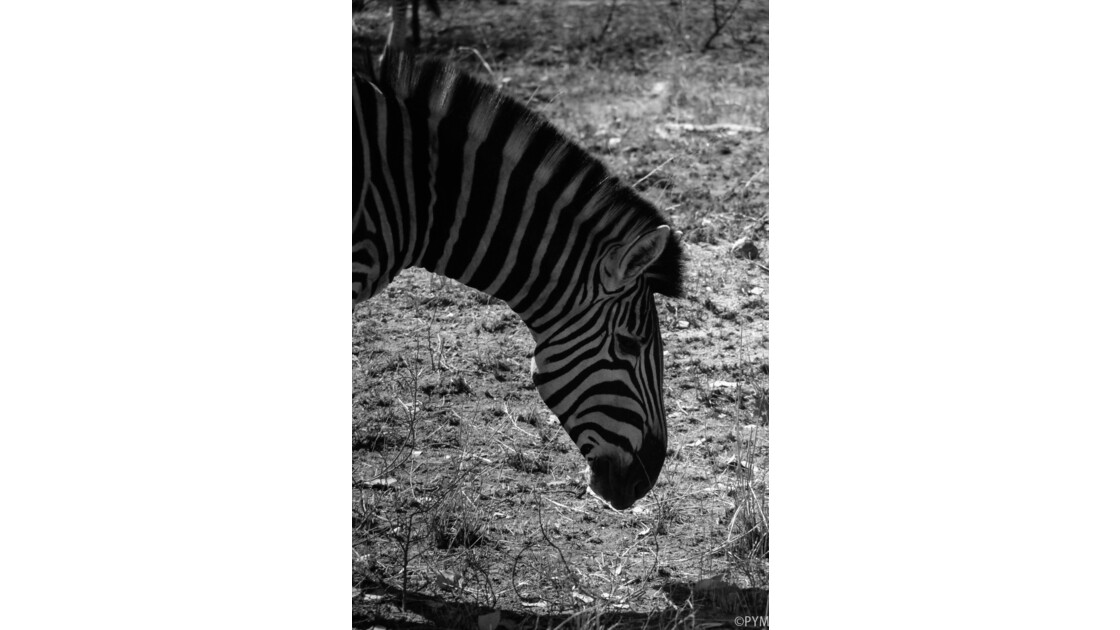 Jeu de noir et blanc sur un zèbre au Kruger National Park