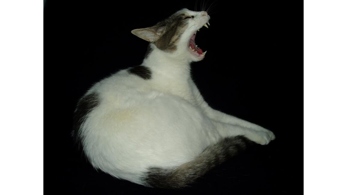 Chat Qui Baille Yawning Cat Geo Fr