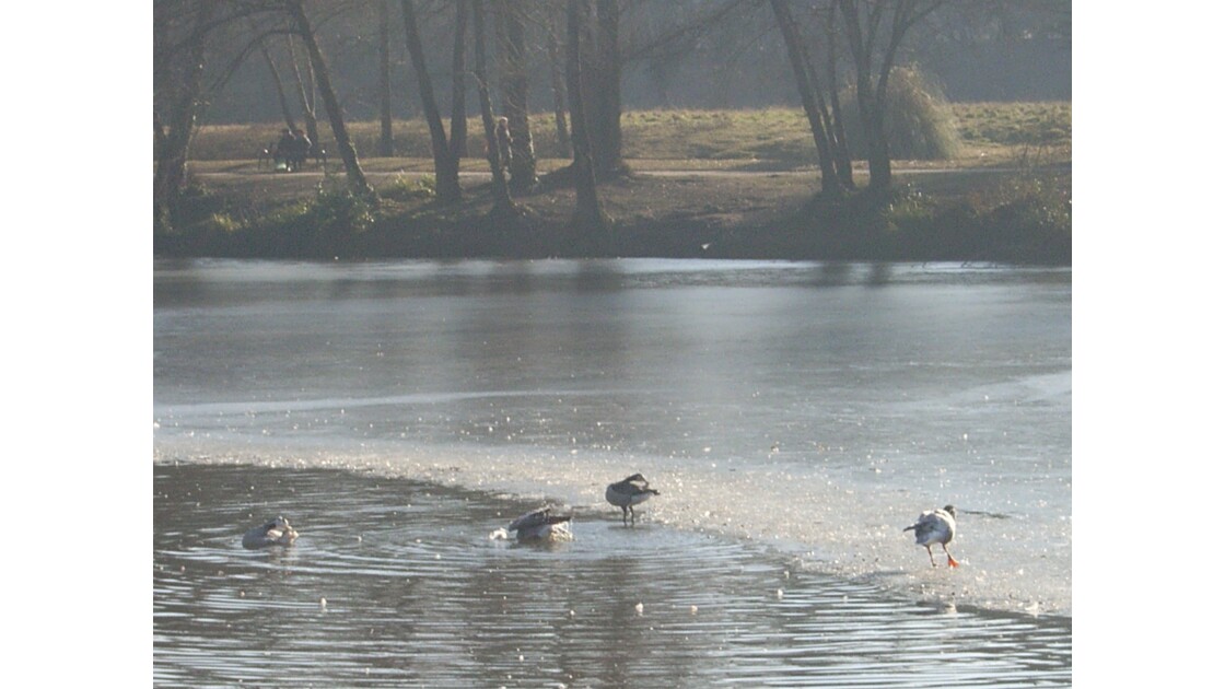 Parc Bordelais, le plan d'eau est gelé .. les canards ont les pattes sur la glace