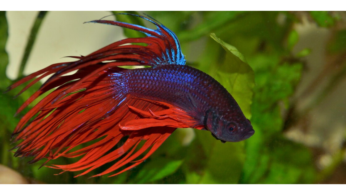 Combattant (Betta splendens), Les poissons de mon aqurium Geo.fr