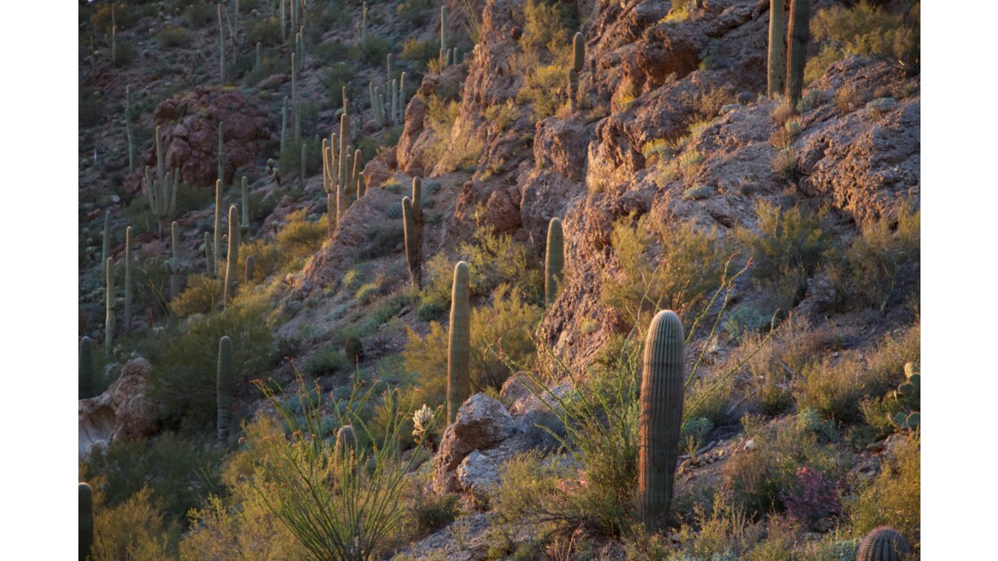 "Sunset" à Starr pass, Tucson, Arizona