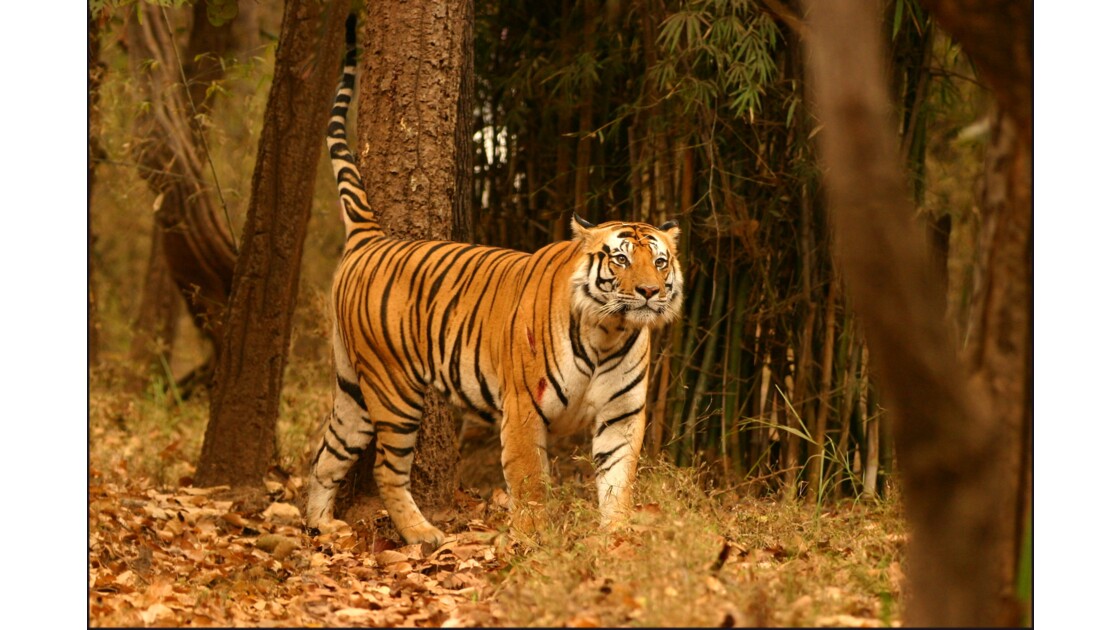 Le Parc De Bandhavgarh Le Parc National De Bandhavgarh Geo Fr