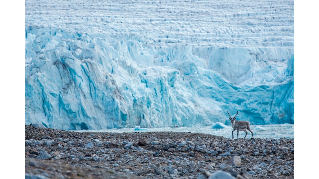 Svalbard : la perle de l'Arctique