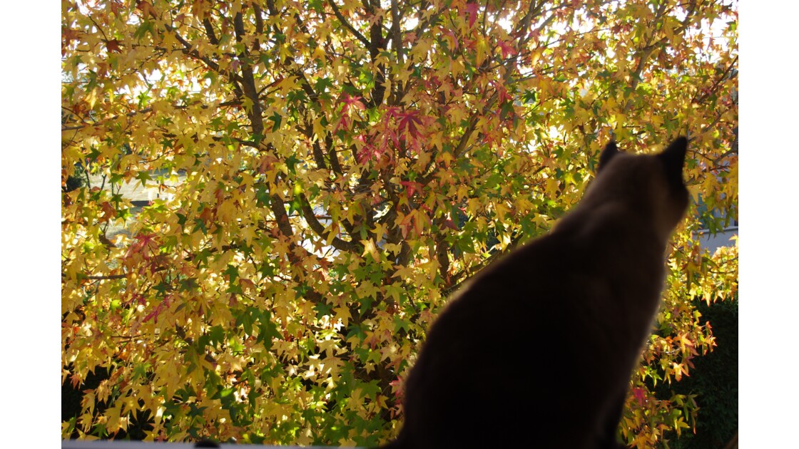 Chat A L Automne Chat Devant Un Beau Feuillage D Automne Geo Fr