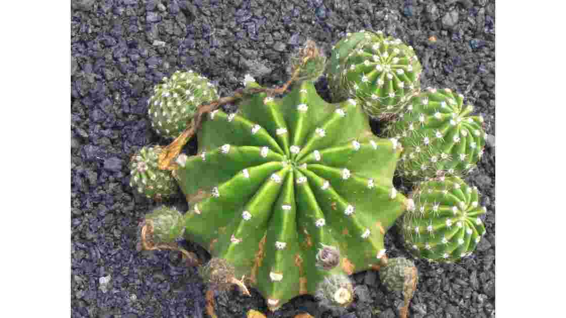 le jardin de cactus de Lanzarote