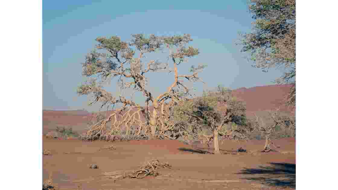Namibie  Sossusvlei Acacia erioloba 3