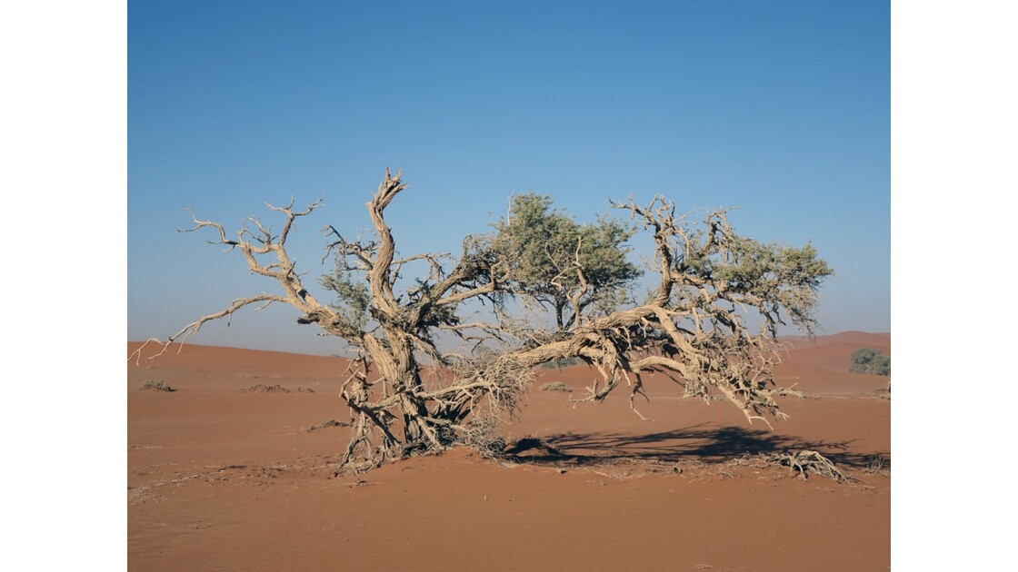 Namibie  Sossusvlei Acacia erioloba 5