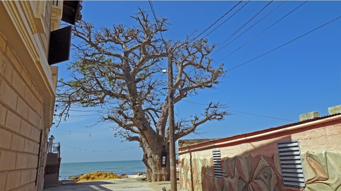 Sénégal Saly le baobab jumeau 3