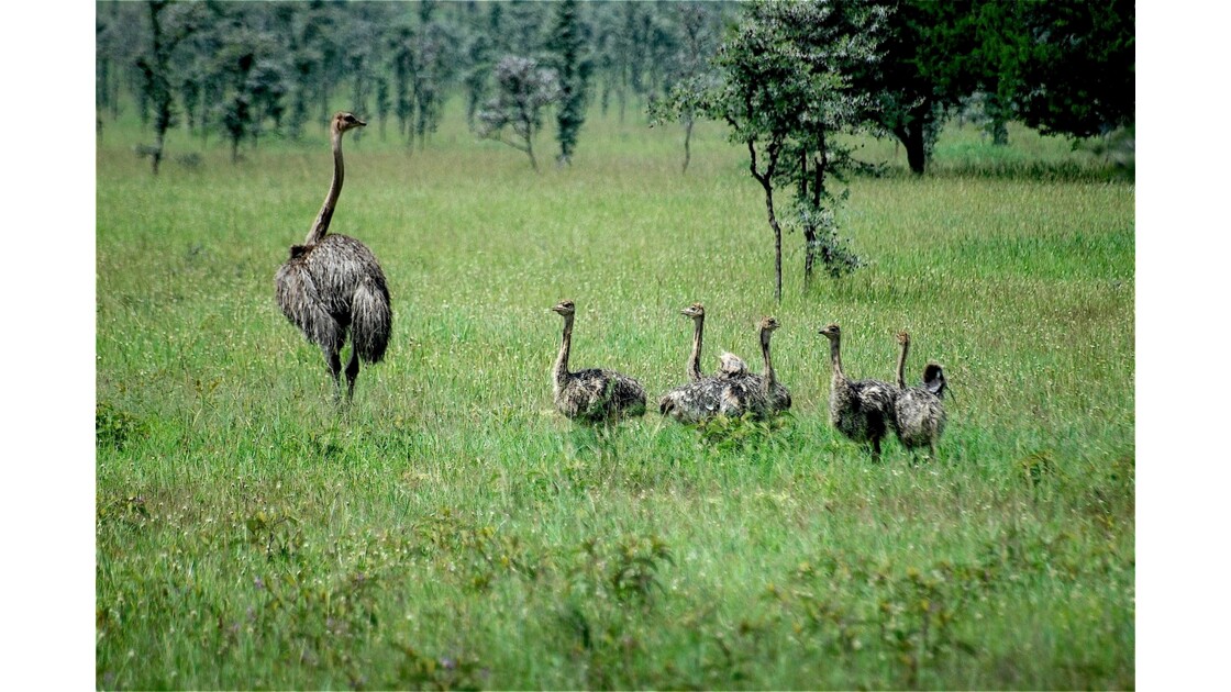 Autruche D Afrique Femelle Avec Ses Bebes Oiseau De Geo Fr Autruche D Afrique Femelle Avec Ses Bebes Oiseau De Geo Fr