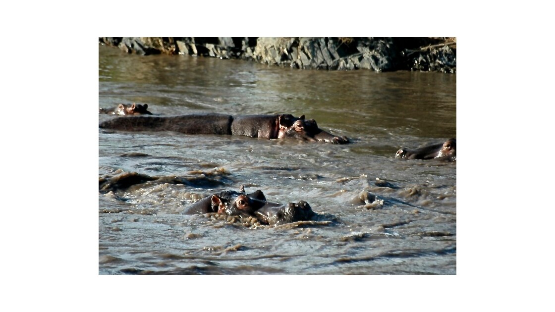 La vie paisible de l'hippopotame 