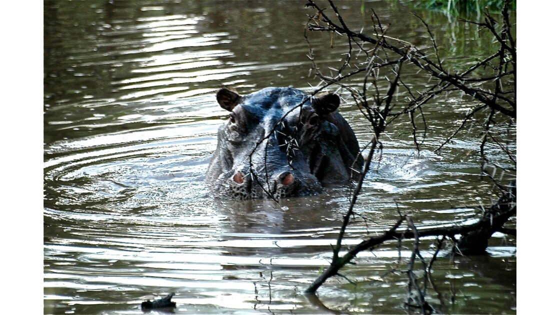 La vie paisible de l'hippopotame 