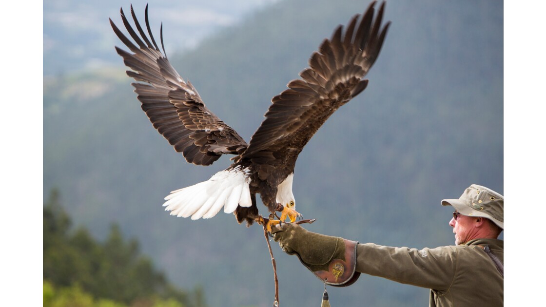 American Bald Eagle landing in Otavalo, Ecuador