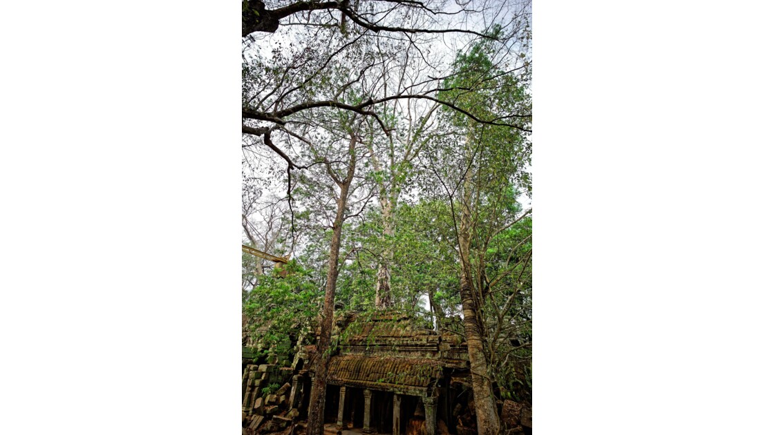 Temple d'Angkor - Ta Prohm