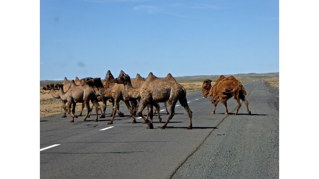 Les "routes" mongoles