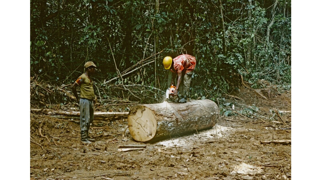 Congo 70 Forêt du Chaillu débardage 5
