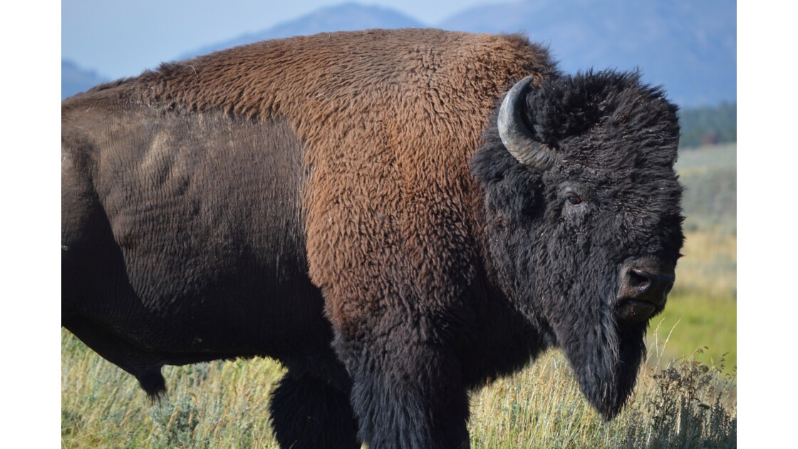 Portrait de bison