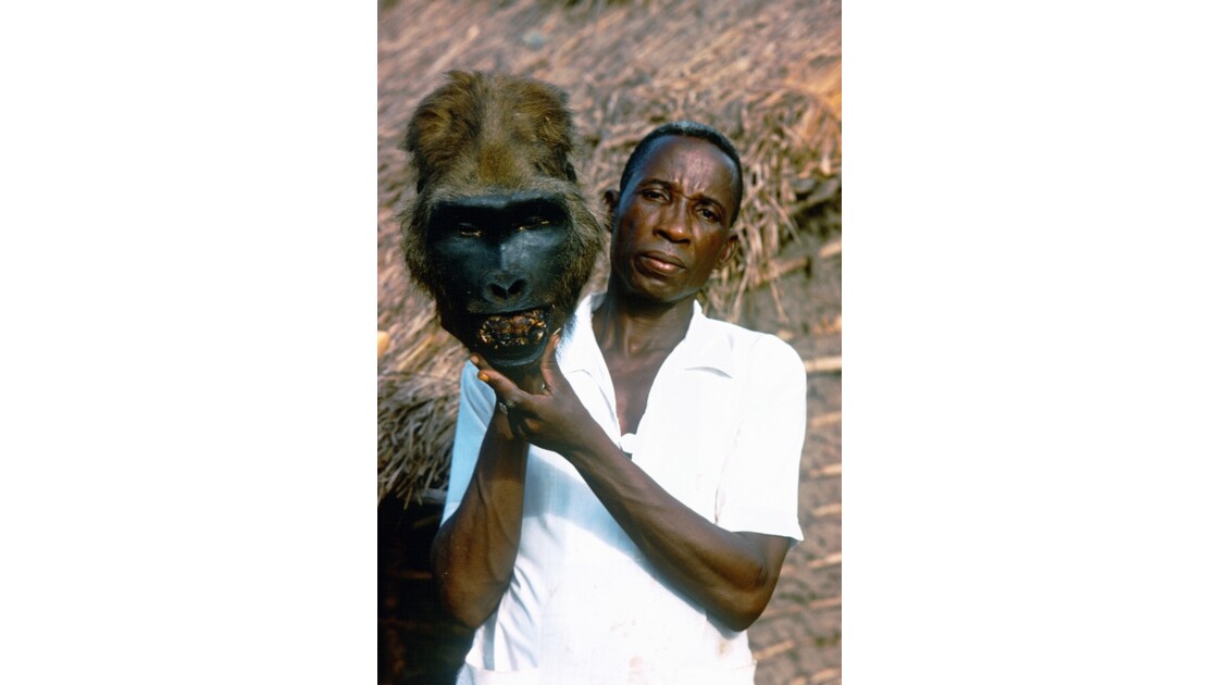 Congo 70 Mayombe Tête de gorille empaillée