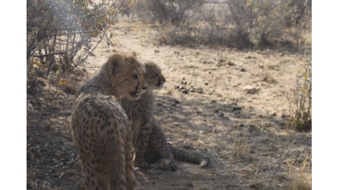 La Namibie, pays où la vie sauvage appelle à l'aide