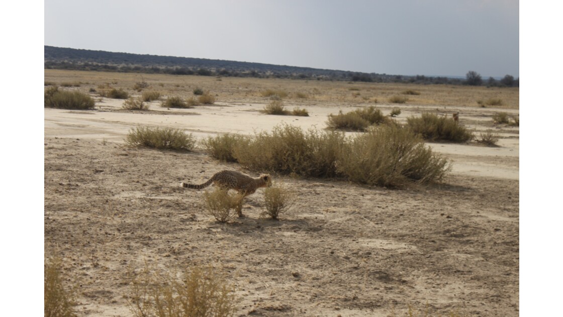 La Namibie, pays où la vie sauvage appelle à l'aide